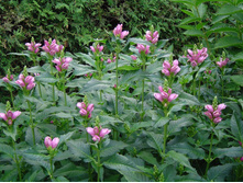 ����� ������ (Chelone obliqua).