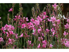 ����� ����������� (Gaura lindheimeri).jpg