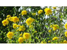 �������� ������� ����