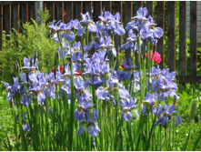 ������� ������ (���.)*