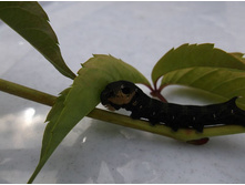 �������� ��������