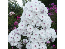 �������� �����*