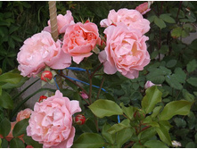 ����� ����