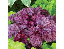 ����� ����� 20�*