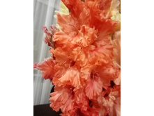 ������������ �����