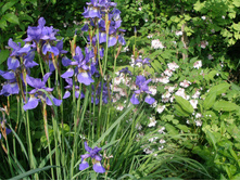 ���������� ������ (���)*