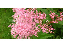 �������� ��������� ����