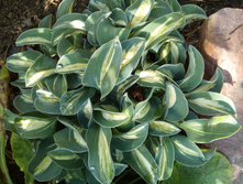 Hosta Snow Mouse