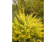 �������� ֣���� aurea, ���� 3��. 150� (������� �������� ����)