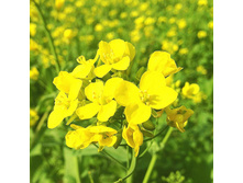 ������� 45�