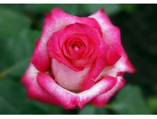 ���� �����-��������� "���������" (Highlander)  180�