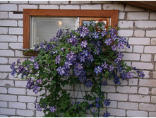 �������� ����� ��������