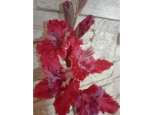 ��������� ���