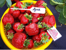 ��������� ������� (��������) ����* �9  108�