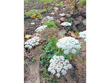 ��������� ���������� (Kitagawia litoralis).jpg