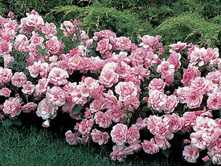 ���� ��������� ���� ����� ���� �2