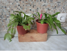 ����������� �������