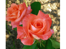 ���� �����-��������� ���� �������� �4