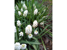 ������� ���� ������ (White Magic) 5�� �� 120�. ���� 3 ������