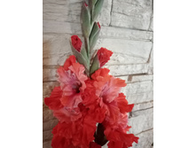 ��� ������