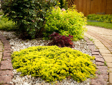 Juniperus hor. Golden Carpet P14 25-35 ���� 6,08 ����. �������� 2�����.jpeg