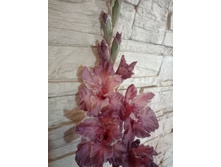 ������� �����