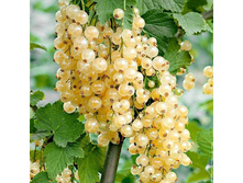 ��������� ����� ����� ��������� +21�