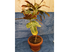 500� ��� ������