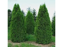 ��� Thuja occidentalis Smaragd C3 50-70 ���� 5,16 ����. �������� 1��