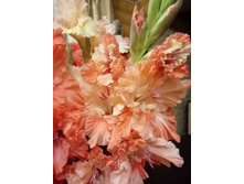 ������� �������