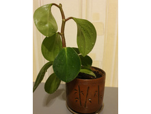 ��������� �����������