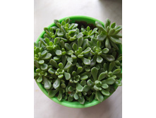 ��������, ������� 50 ���.