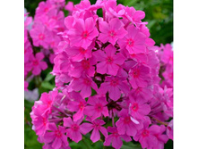 ����� ���������*