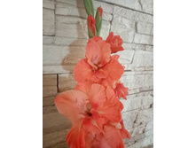 ��������� ����