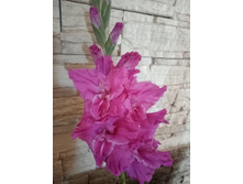 �������� ������