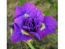 ���� �������� (���)*