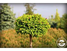 ��� Picea abies Wild StrawberryPBR (Pa) C5 Pa80-100 o 20-30- ���� 40,06 ����. �������� 1��