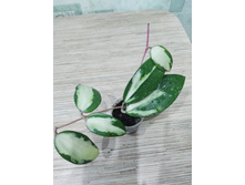 verticillata (acuta) variegata.