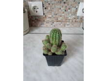 ������ � �������