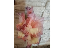 ������������ ���������