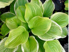 Hosta Fragrant Bouquet. 150�, ���� 2-3 ��.
