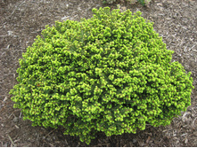 ��� Picea abies Little Gem �16 20-30- ���� 8,38 ����. �������� 3��.jpg