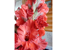 ���������� ����