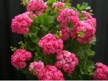Grainger's Antique Rose - 300