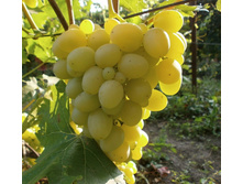 �������� �������� ������� �2 �50 294�