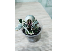 Hoya compacta regalis.