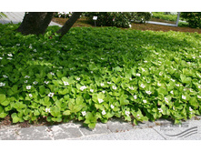 ����� ���������.jpg