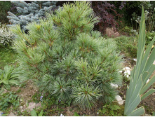 ����� ��� ���