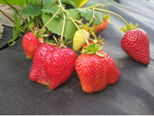 ��������� ������� (��������) ����* ������ 6�� 362�