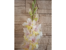 ��� �����